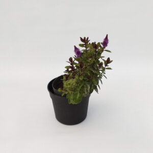 La planta Véronica, o Hebe Carnosula purple queen es un pequeño arbusto de hojas perennes que puede llegar a alcanzar hasta el metro de altura. Tiene unas flores muy llamativas y llenas de color y que en esta especie resalta el color violeta.
