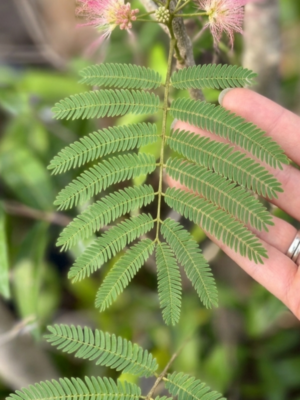 Acacia de Constantinopla