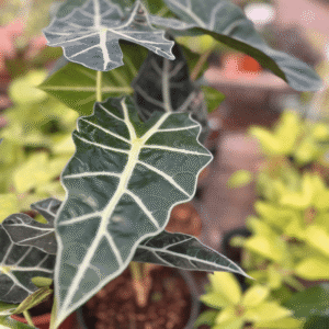 alocasia-amazonica