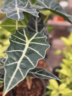 alocasia-amazonica
