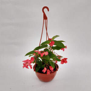 La Begonia Dragón es una planta con flores muy atractivas de colores rojos brillantes, ideral para adornar tu hogar.