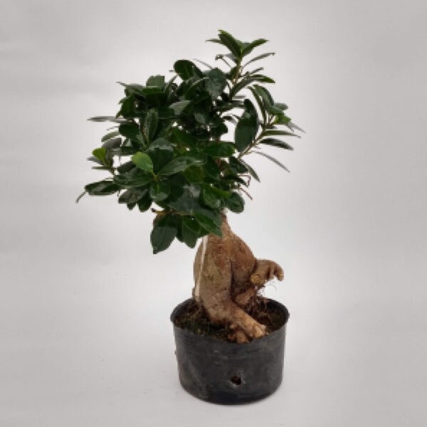 El Ficus bonsai es un árbol de hoja perenne. Es un hermoso accesorio para cualquier interior o para los fanáticos de la cultura oriental.