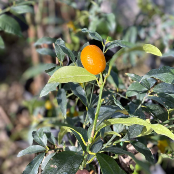 El Kumquat es un frutal perennifolio de pequeño tamaño al que se le conoce también como naranjo enano, naranjo chino.