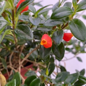 La hipocirtia es un arbusto trepador o colgante, estupenda para tener en interior o en un jardín cálido. Sus flores son muy llamativas.