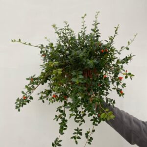 La hipocirtia es un arbusto trepador o colgante, estupenda para tener en interior o en un jardín cálido. Sus flores son muy llamativas.