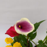La calla color, también llamada lirio de agua, son unas plantas muy populares en jardinería por su elegante porte.