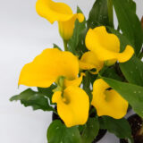 La calla color, también llamada lirio de agua, son unas plantas muy populares en jardinería por su elegante porte.