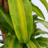 El Palo de agua es una planta de origen tropical que es común verla en interiores aunque también puede ubicarse en el exterior.