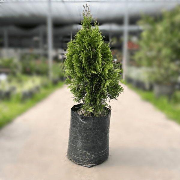 thuja-occidentalis-smaragd