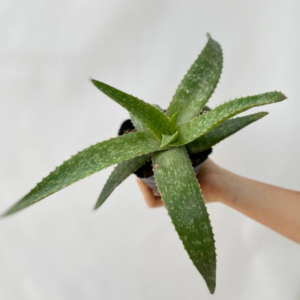 El Aloe Vera es una planta suculenta perenne que acumula el agua en sus hojas. Conocida también como acíbar, áloe de Barbados o sábila