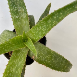 El Aloe Vera es una planta suculenta perenne que acumula el agua en sus hojas. Conocida también como acíbar, áloe de Barbados o sábila