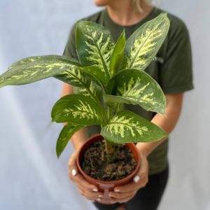 La Dieffenbachia Tropic es una planta herbácea y perenne perteneciente a la familia Araceae y es originaria de Colombia y de Costa Rica.