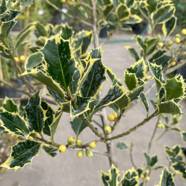 El muérdago variegado o acebo (Ilex aquiflorum variegata) es una especie originaria de la cuenca del Mediterráneo y de Asia.
