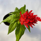 La celosía plumosa (penacho) es una planta herbácea de ciclo anual (germina, crece, florece y fructifica para luego marchitarse en un año).