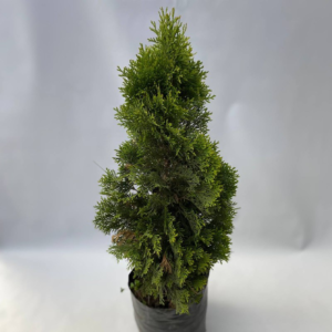 Thuja Occidentalis Smaragd es una especie arbórea de la familia de las Cupresáceas. Conífera siempreverde originaria del nordeste de EE.UU.