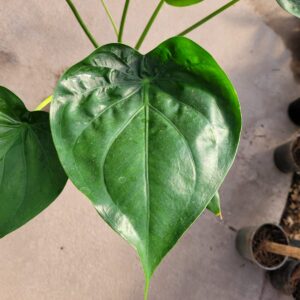 La Alocasia Corazón, con sus imponentes hojas con forma de corazón, es estupenda para la ambientación de áreas interiores o exteriores.