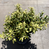 El Eleagnus variegado es un arbusto perenne ideal para jardines y macetas por sus atractivas hojas de color verde brillante y amarillo.