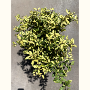 El Eleagnus variegado es un arbusto perenne ideal para jardines y macetas por sus atractivas hojas de color verde brillante y amarillo.