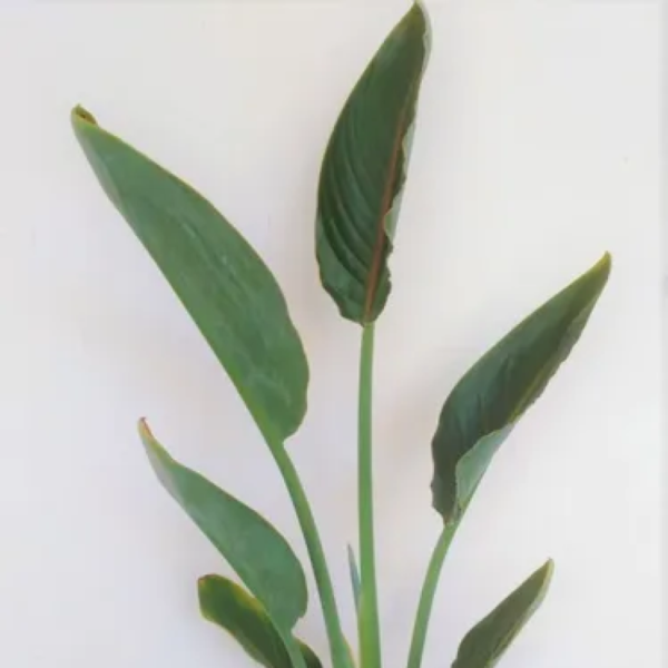 La Strelitzia Regginae es una planta ornamental tropical. Es reconocida por su flor, con apariencia de ave, con colores blancos y morados.