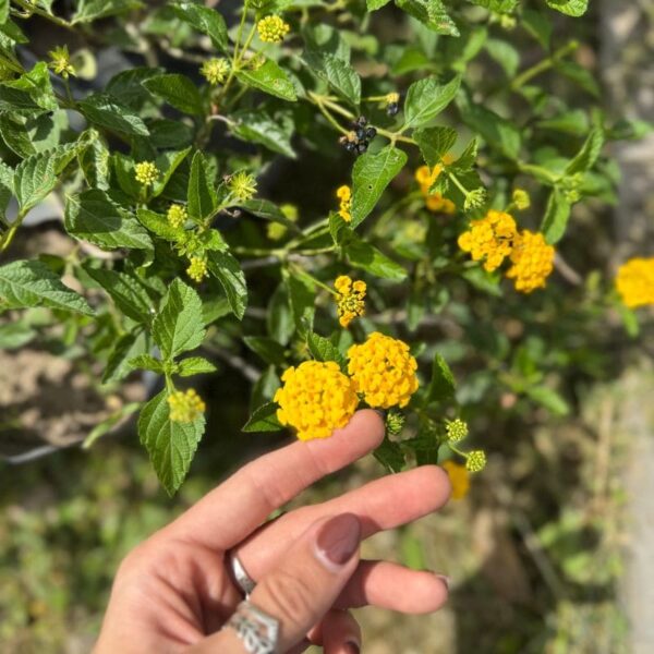 Lantana-Montevidensis