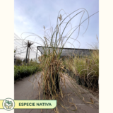 La cortadera o hierba de las Pampas es una planta de pastos rizomatosos muy altos, endémica de la región pampeana argentina y en la Patagonia