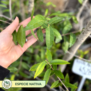 El anacahuita es un árbol de tronco oscuro, grueso y con follaje de color verde brillante. Se suele usar en jardines y veredas.