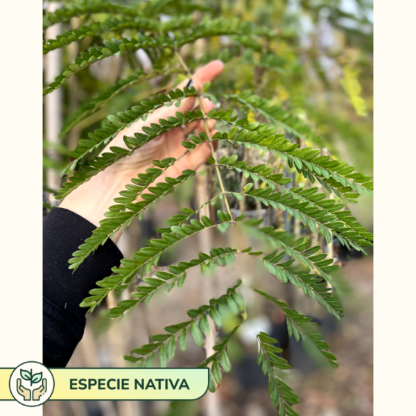 El Ibira-pita es un árbol caducifolio, es decir que pierde sus hojas cada año, es de aspecto fuerte
