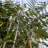 El Ibira-pita es un árbol caducifolio, es decir que pierde sus hojas cada año, es de aspecto fuerte