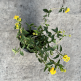 La Lantana montevidensis es una planta de hábito rastrero, muy ornamental. Es perfecta como cubresuelos para tu jardín, patio o terraza.