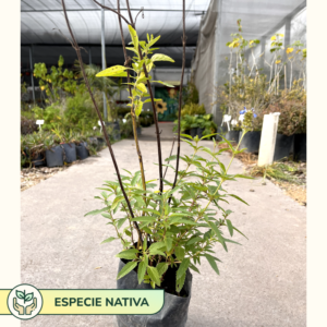 La salvia uliginosa, conocida como salvia celeste, es una planta perenne nativa de Argentina. Es rústica, tolera muy bien las sequías.