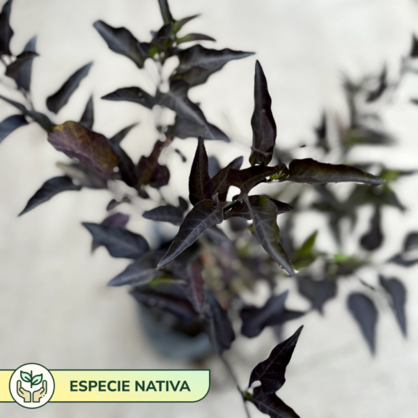 La Solanum amygdalifolium, es una trepadora con follaje de aspecto plumoso. Es nativa de Argentina. Es ideal para tu jardín por su rusticidad.
