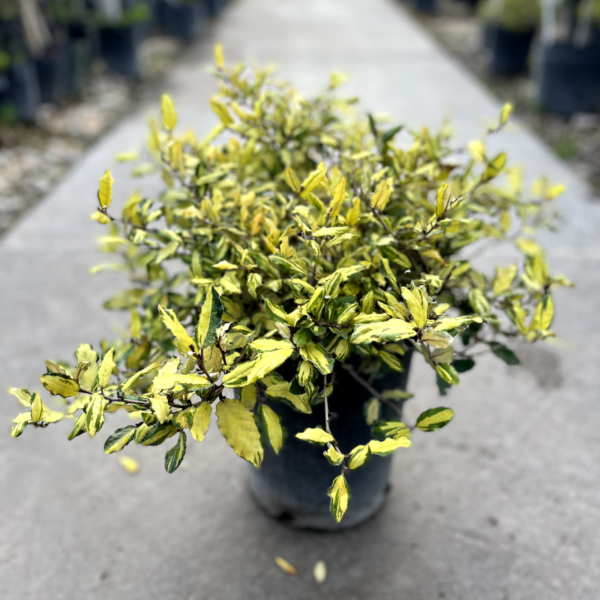 El Eleagnus pungens Leticia es una planta de fácil cultivo ideal para formar cercos o cortinas en tu jardín, o en maceta en terraza o balcón.