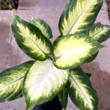 La Dieffembachia Mariana es una planta herbácea con hojas con variedad de color, ideal para usar como decoración en tus interiores.