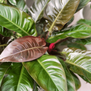 Philodendron-imperial-red