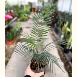 El Coco weddelliana es ideal para embellecer un interior o mismo para completar tu jardín con esta bellísima palmera muy decorativa.