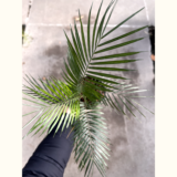El Coco weddelliana es ideal para embellecer un interior o mismo para completar tu jardín con esta bellísima palmera muy decorativa.