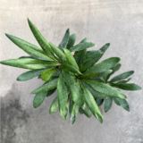 La Drassena Robusta es una planta de hojas lanceoladas, de un color verde oscuro, ideal para decorar espacios en el interior de tu casa.