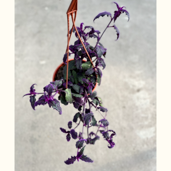 La Gynura es una hermosa planta, ideal para interior o exterior media sombra, gracias a sus llamativas hojas de distintas tonalidades moradas.