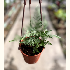 El Helecho Davallia es una planta epífita, de gran belleza en sus raíces ideal para decorar interiores utilizandola como planta colgante.