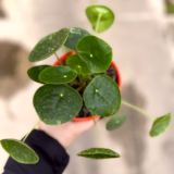 La Pilea peperomioides es una planta de interior muy utilizada debido a la hermosura de sus hojas color verde brillante ideal para interiores.