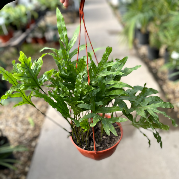 El helecho es una planta verde, frondosa y con aptitudes para ser cultivada como planta colgante en interior o exterior a media sombra.