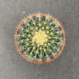 echinocactus-1