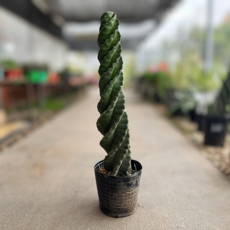 cactus-espiralado-1