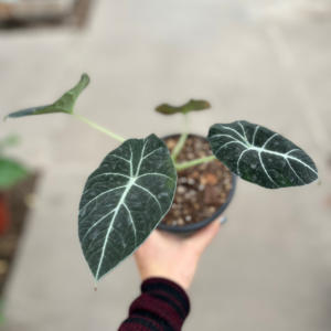 alocasia-black-velvet