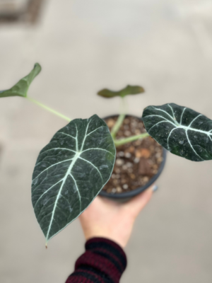 alocasia-black-velvet