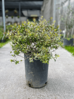 abelia-papa-di-carlo