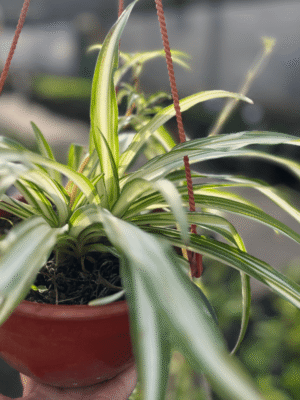 lazo-de-amor-vivero-agronomia