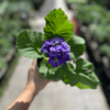primula-obconica