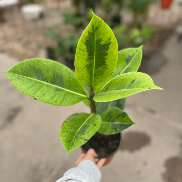 ficus-elastica-variegado-1