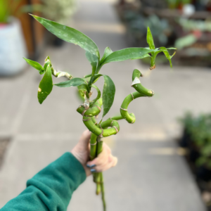 lucky-bamboo